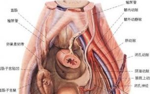 27岁女性下腹部疼痛.肚脐以下疼痛,拉肚子,怎么办 女性下腹疼痛部位图解